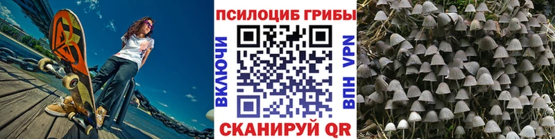 Галлюциногенные грибы Psilocybe  кракен ссылки  Новороссийск 